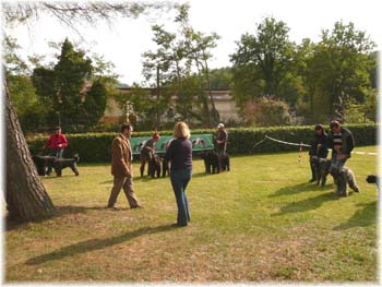 Elevage du CLOS DE LA LUETTE - COPYRIGHT DEPOSE